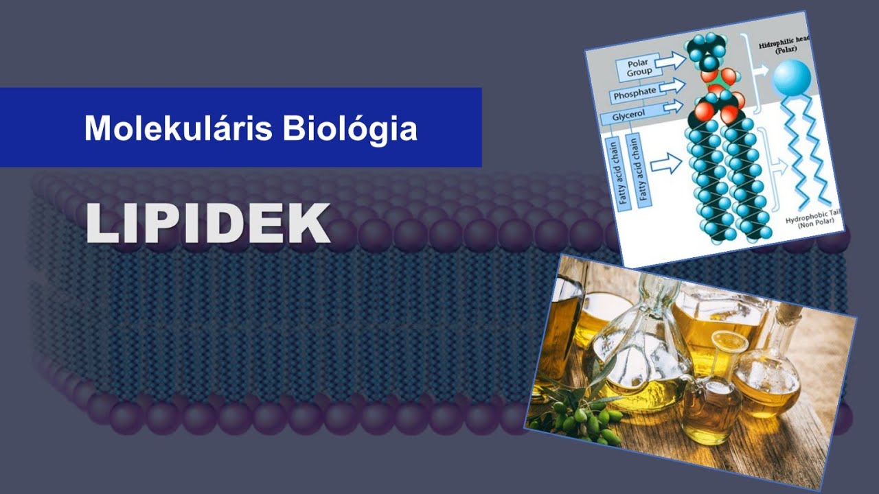 💧 Lipidek (9 percben)