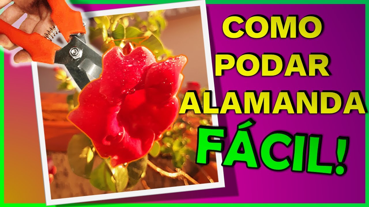🌹 [TUTORIAL F&Aacute;CIL] COMO PODAR ALAMANDA | DEDAL-DE-DAMA | DEDAL-DE-PRINCESA 🌹