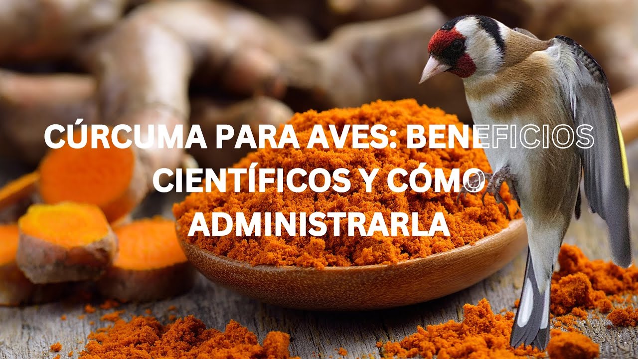 Jilguero - Cúrcuma: Sus Beneficios y Cómo Administrarla!