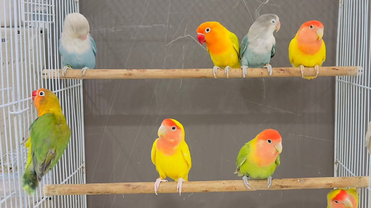 1 Hour of Agapornis Lovebird Sounds – Keep Your Lovebirds Happy!