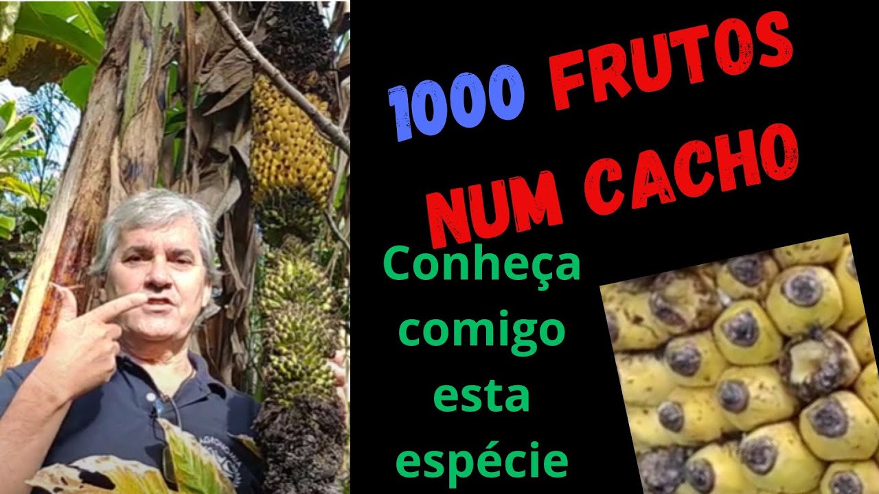 Thousand Fingers: Conheça a banana que chega a  mil frutos por cacho Musa chiliocarpa