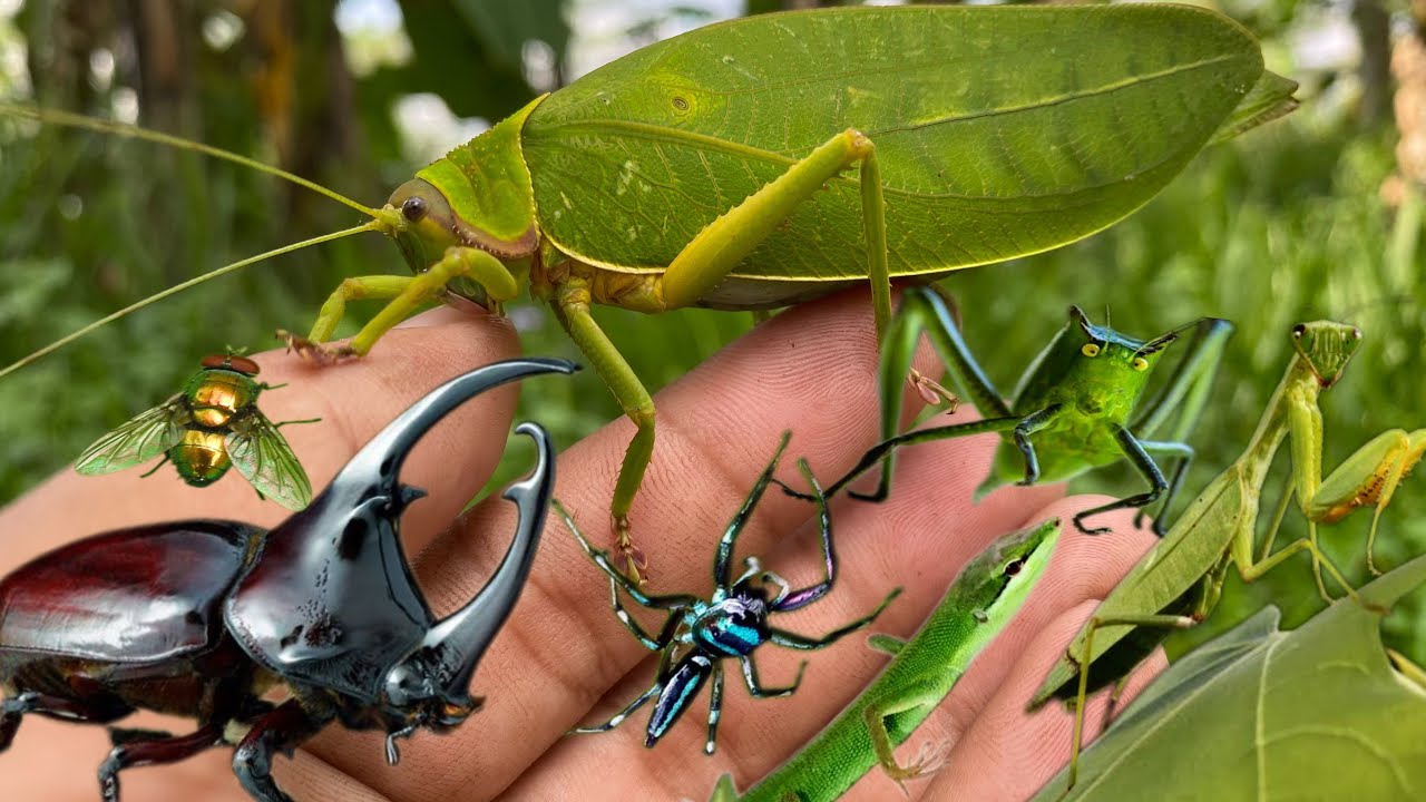 Giant Katydid-Pseudophyllus neriifolius | beetle rhinoceros | jump spider | praying mantis | lizards
