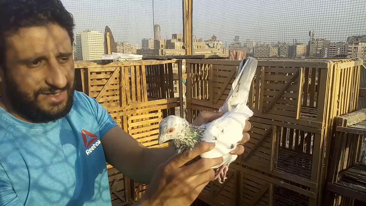 ازاي تطير حمام كبير بسرعه الصاروخ مع #محمد #امين#كوتوادم
