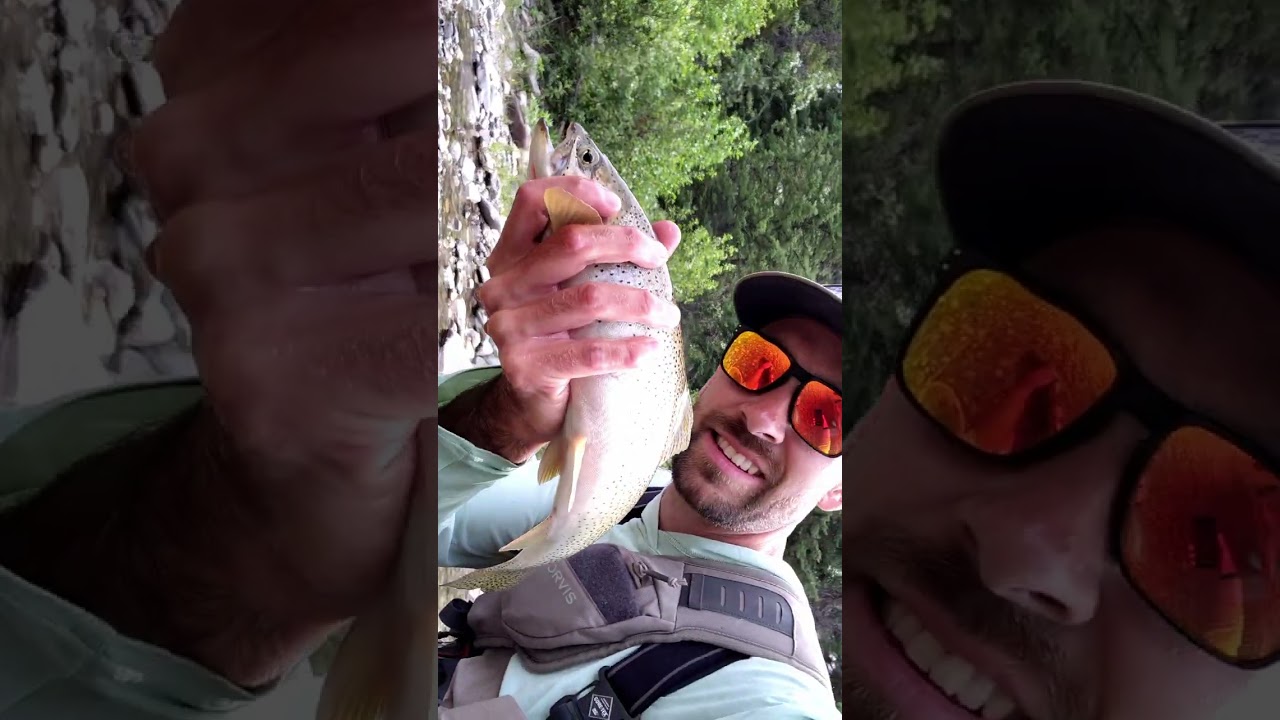 Catch and Release works, here's the Proof - Fly Fishing Cutthroat Trout