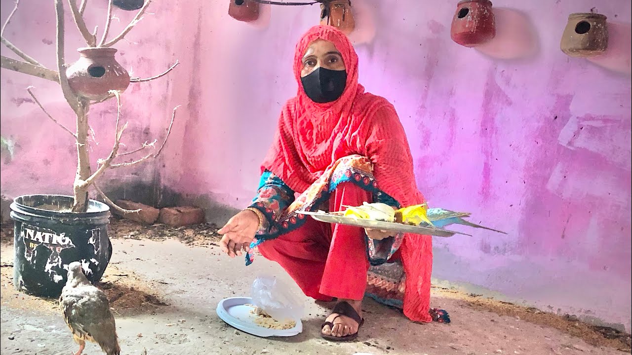 ماشاءاللہ خُمرو اور لکی کبوتری نے بچے نکال دیا 😍