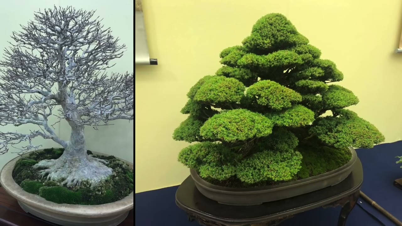 Bonsai Kyoto 2025