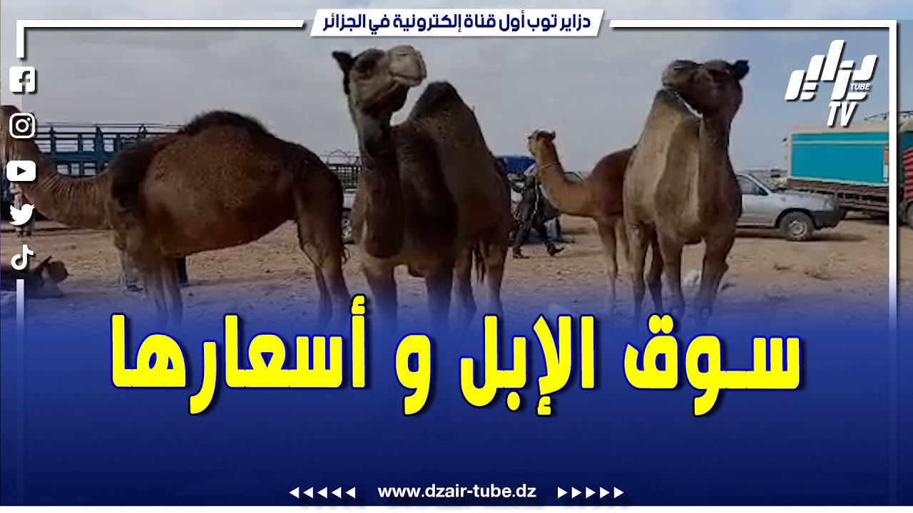 #شاهد  وعدة بلدية #البنود #بالبيض موعد سنوي يتجدد كل عام   فيه يقام سوق الإبل و هذه هي أسعارها