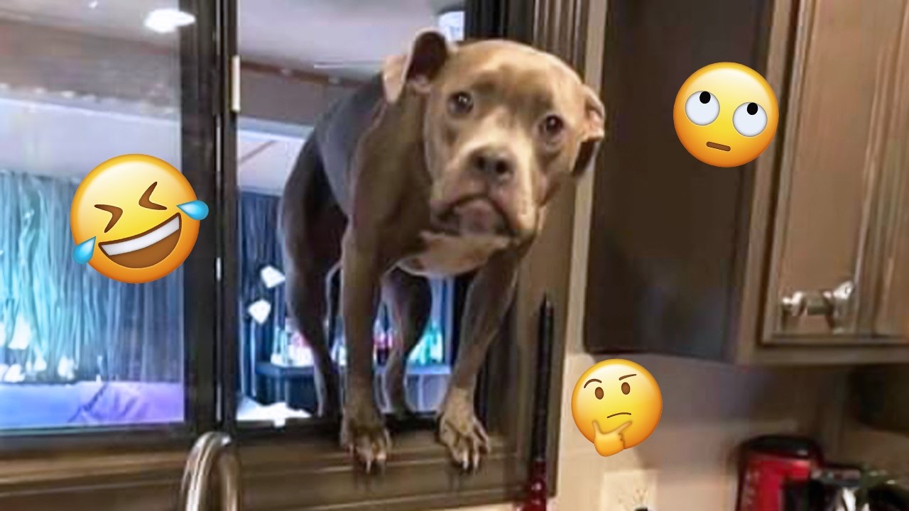 I'm 101% SURE that you will LAUGH EXTREMELY HARD- Funny Dog 2026 #275