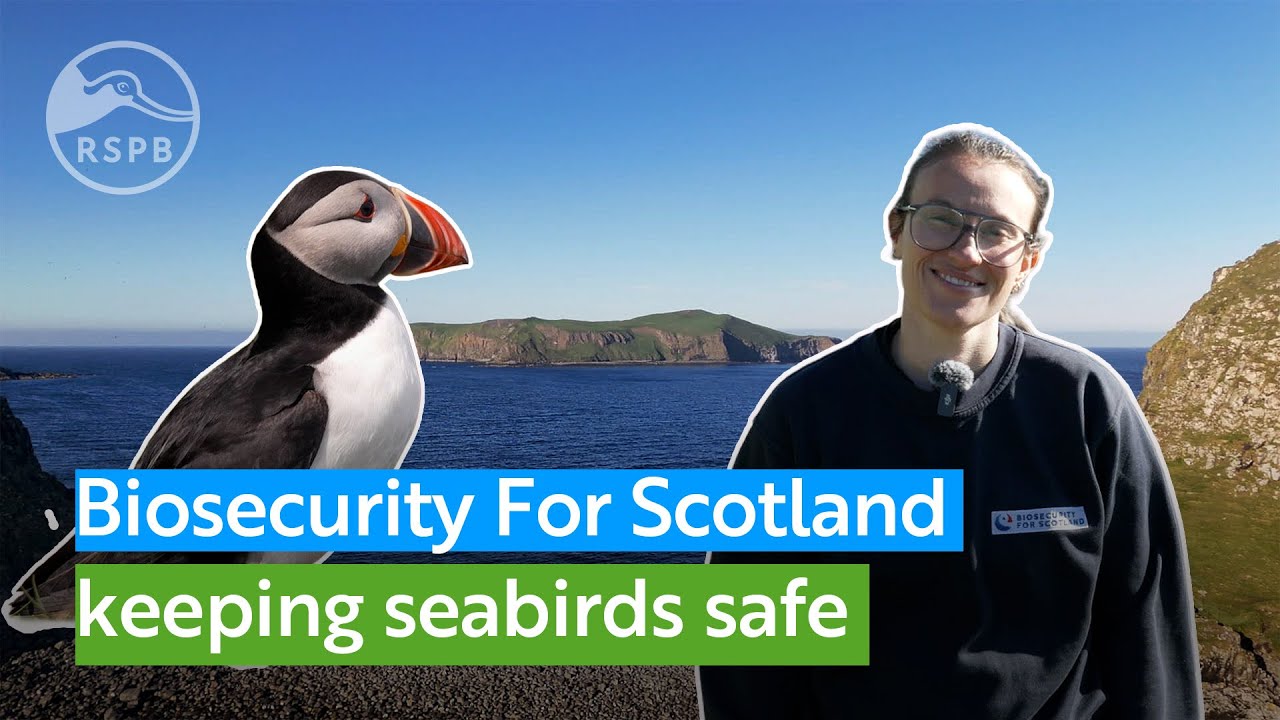 See how the Biosecurity for Scotland project has been making seabirds safer