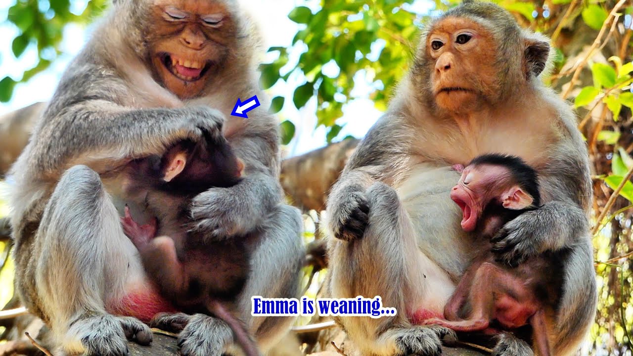 Hard Life of tiny baby monkey Emma crying mother Emila trying to wean not for milk, she's too small