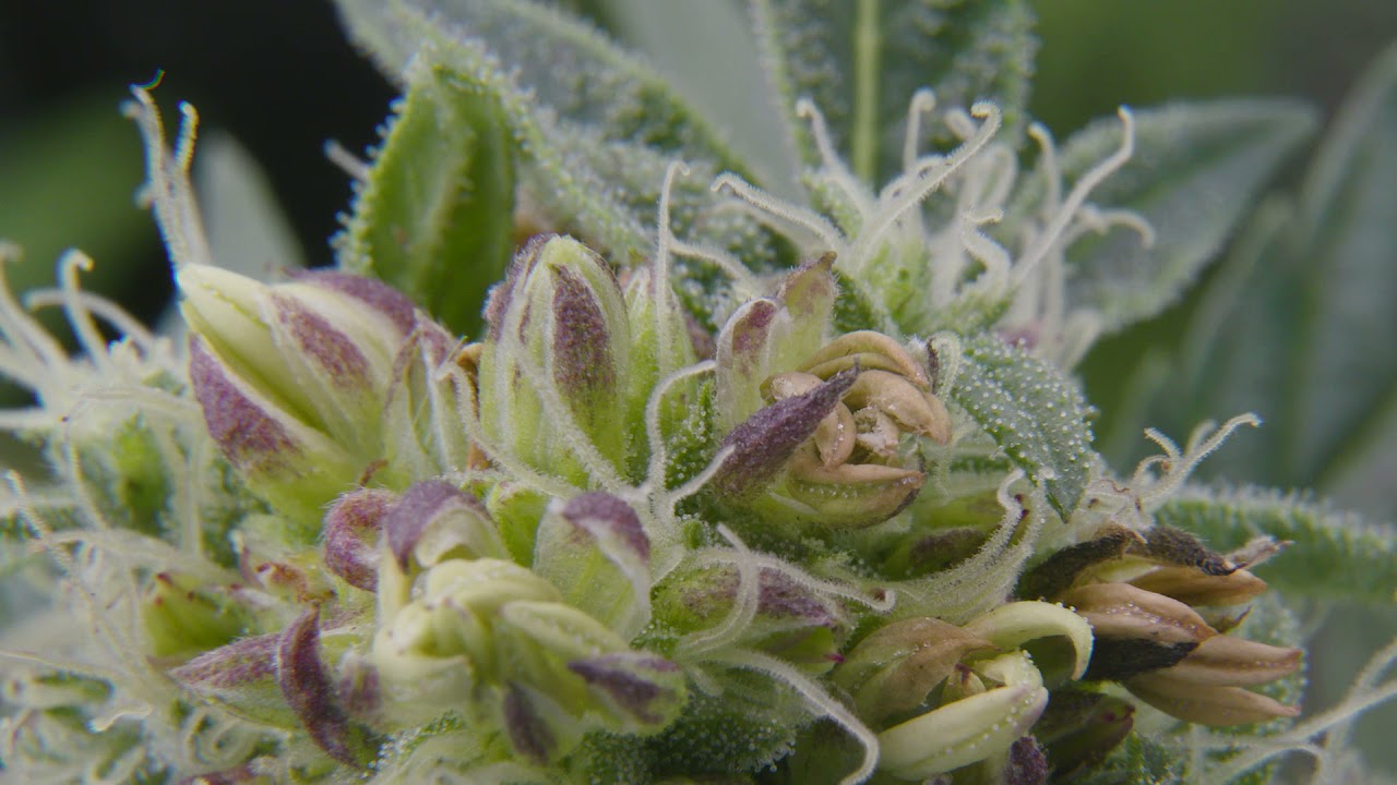 The making of an Autoflower!