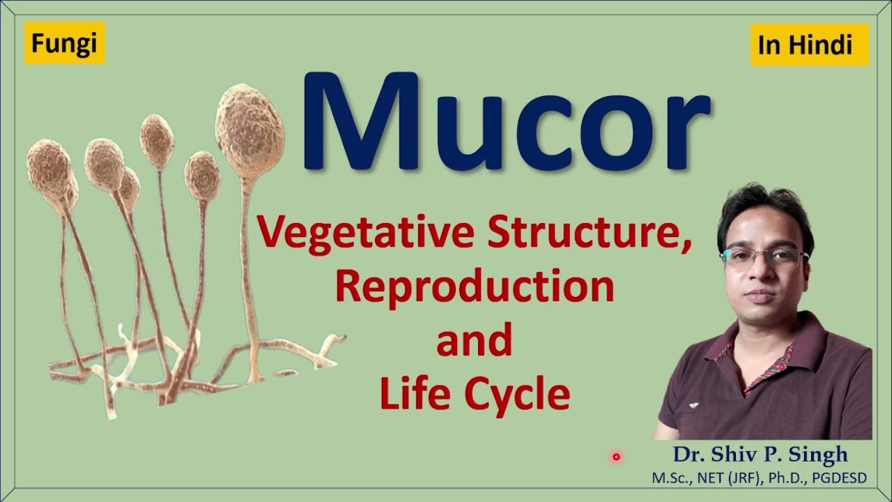 Mucor | Structure | Life cycle