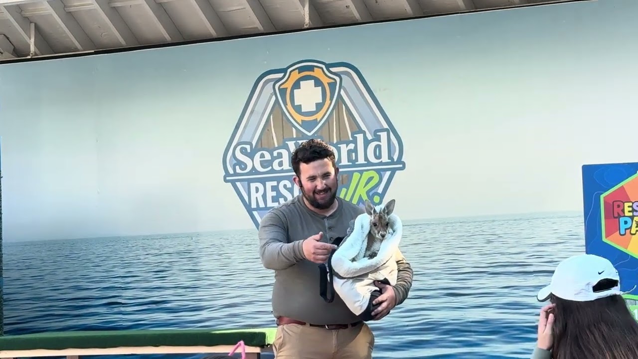 Kangaroo Rescue Pals Inside Look SeaWorld San Diego 2026 