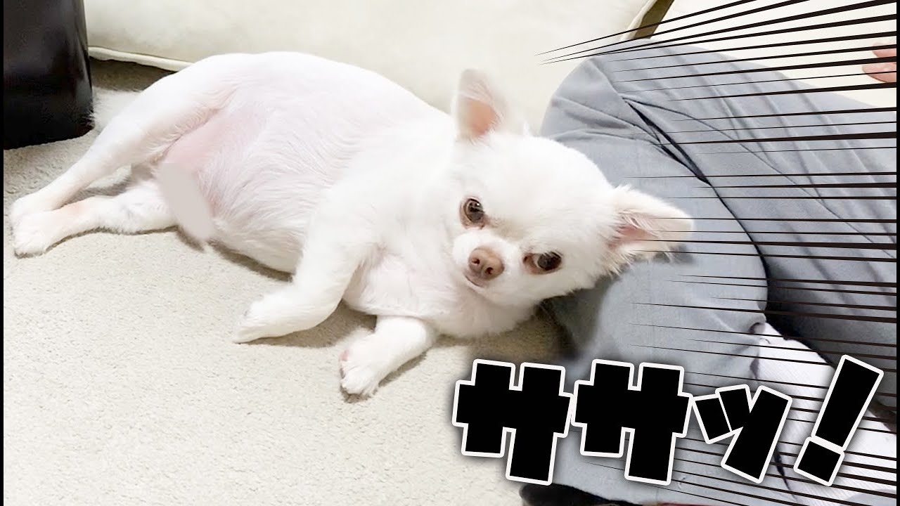 犬が枕にしているパパの足を外してみたら！？　チワワのコハク