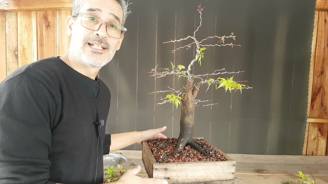 ACER PALMATUM - TRABAJOS DE OTOÑO- PODA ALAMBRADO DISEÑO- FUTURO BONSAI