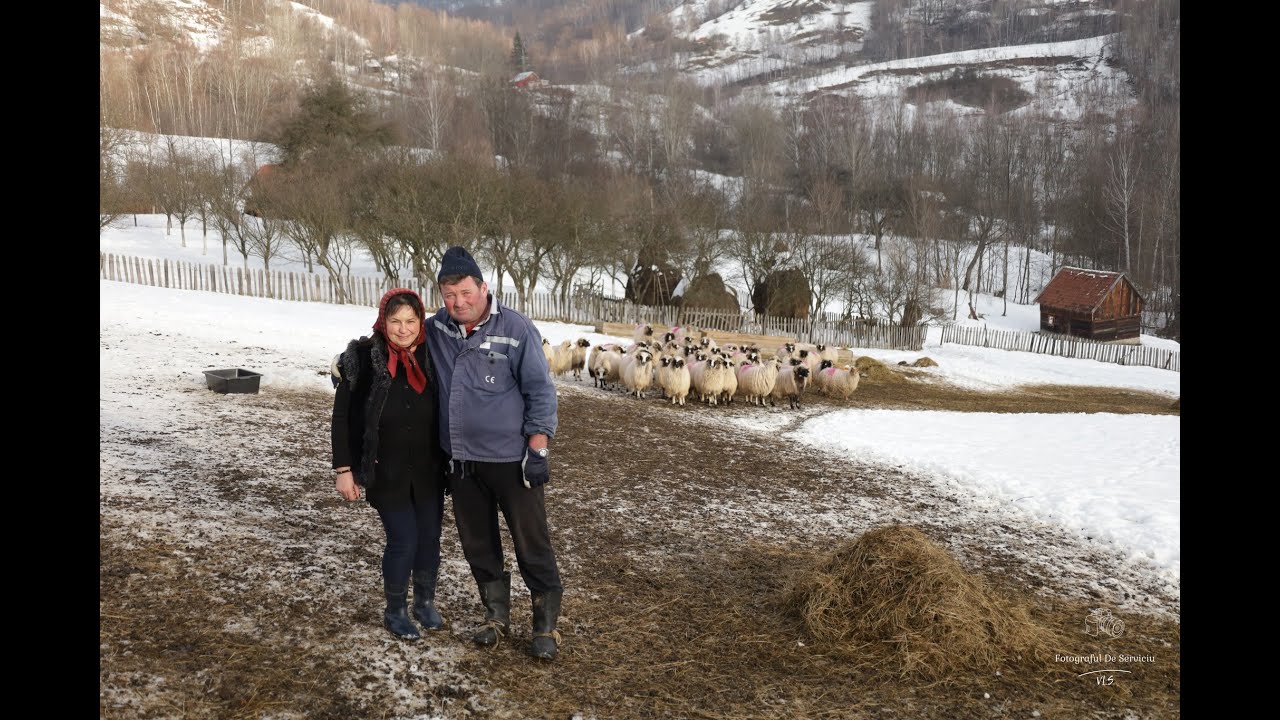 Dalja Mare, azi: oameni buni, Ionela si Petre  muncă și liniște. Ciobănie adevărată în Valea Jiului.