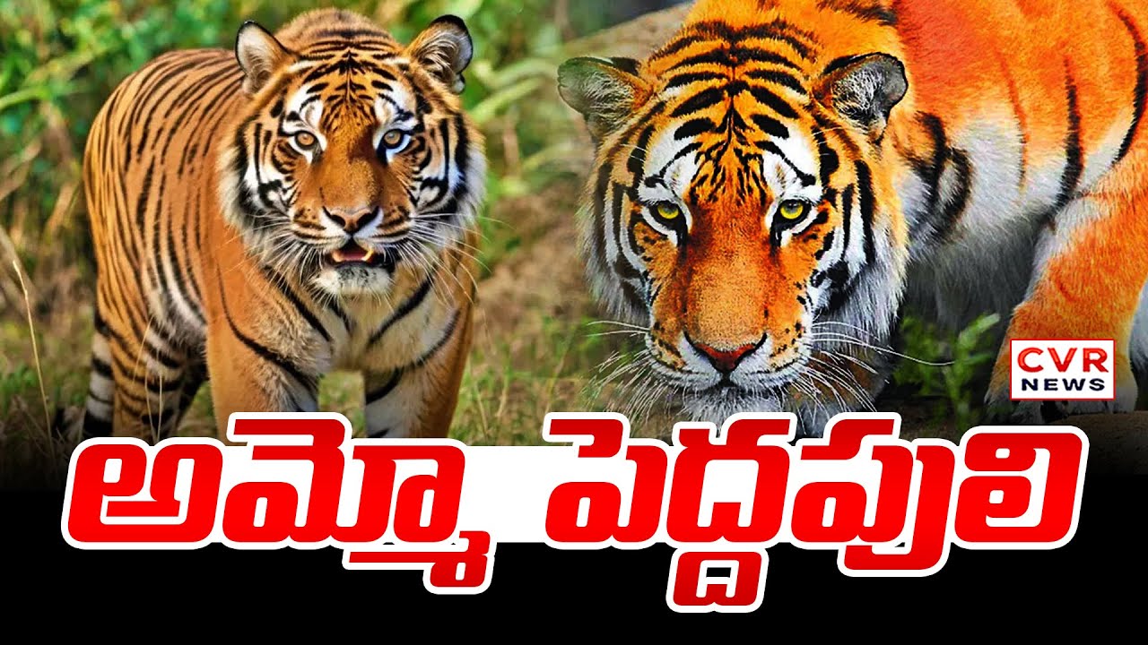 నెల్లూరు జిల్లాలో పెద్దపులి కలకలం | Tiger Spotted At Nelloru District | CVR News