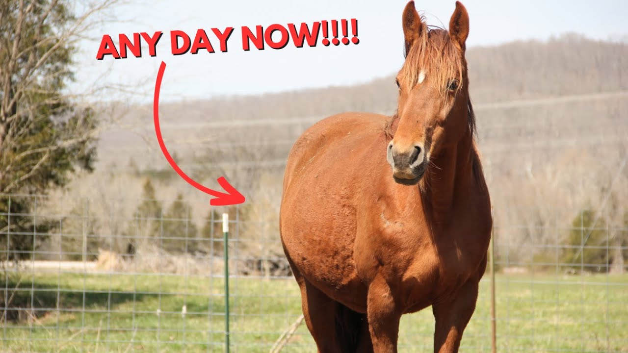 Preparing Our Pregnant Mares For Birth!!!