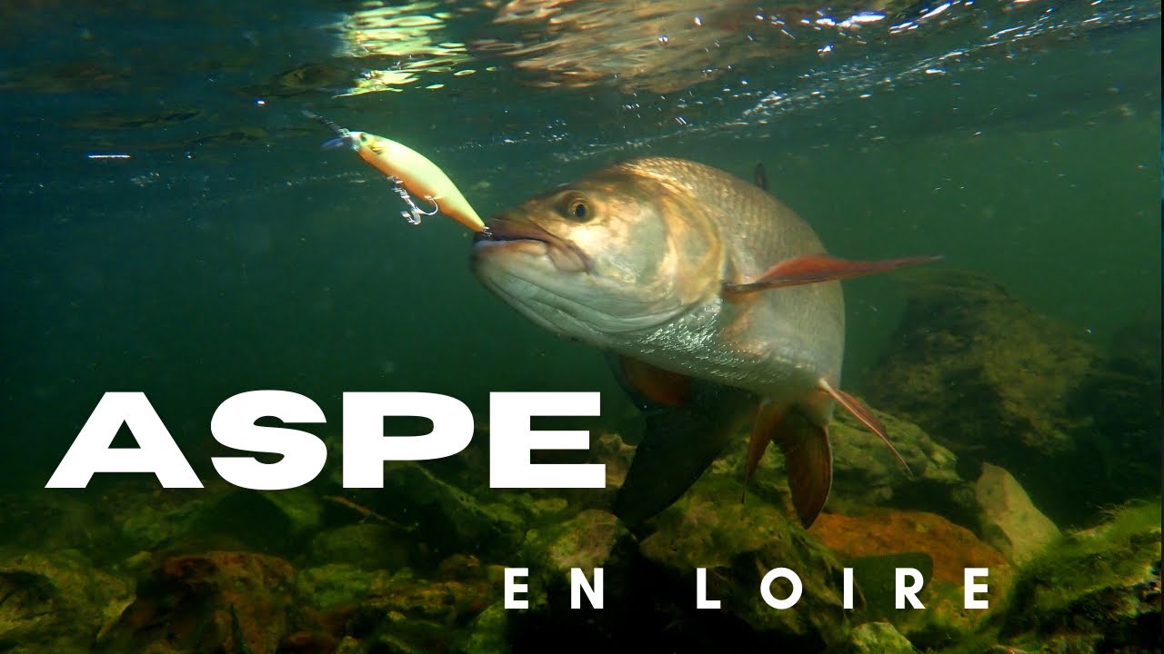 A la découverte de l'aspe en Loire