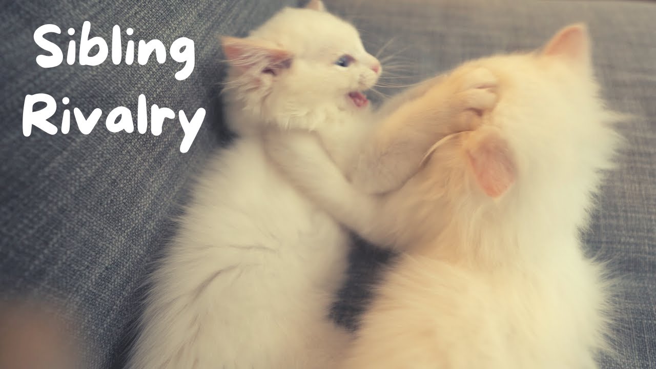 Sometimes Kittens Don't Get Along | The Cat Butler