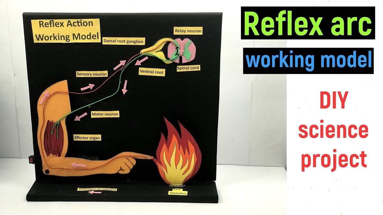 reflex arc working model - reflex action working model - science project - #diyasfunplay