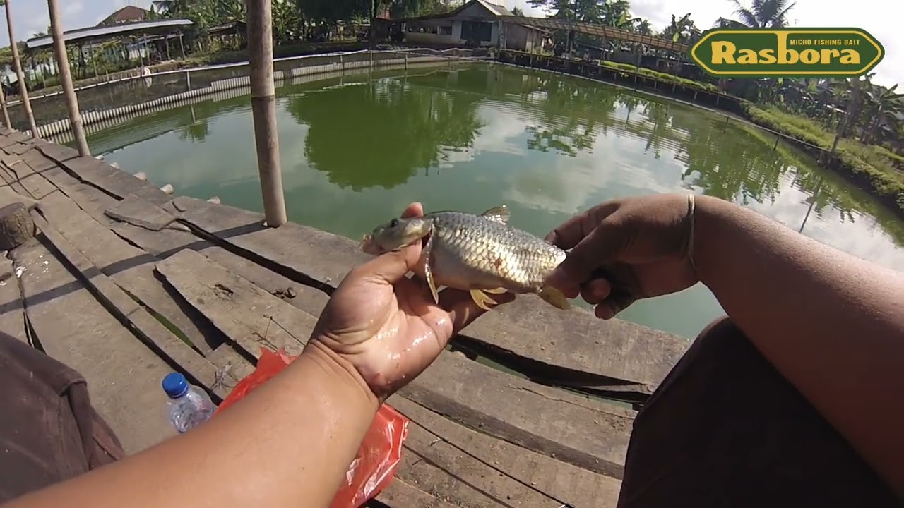 Racikan Umpan ikan mas/tombro pakai Umpan RASBORA spesial amis jamin ikan pada ngumpul dan strike