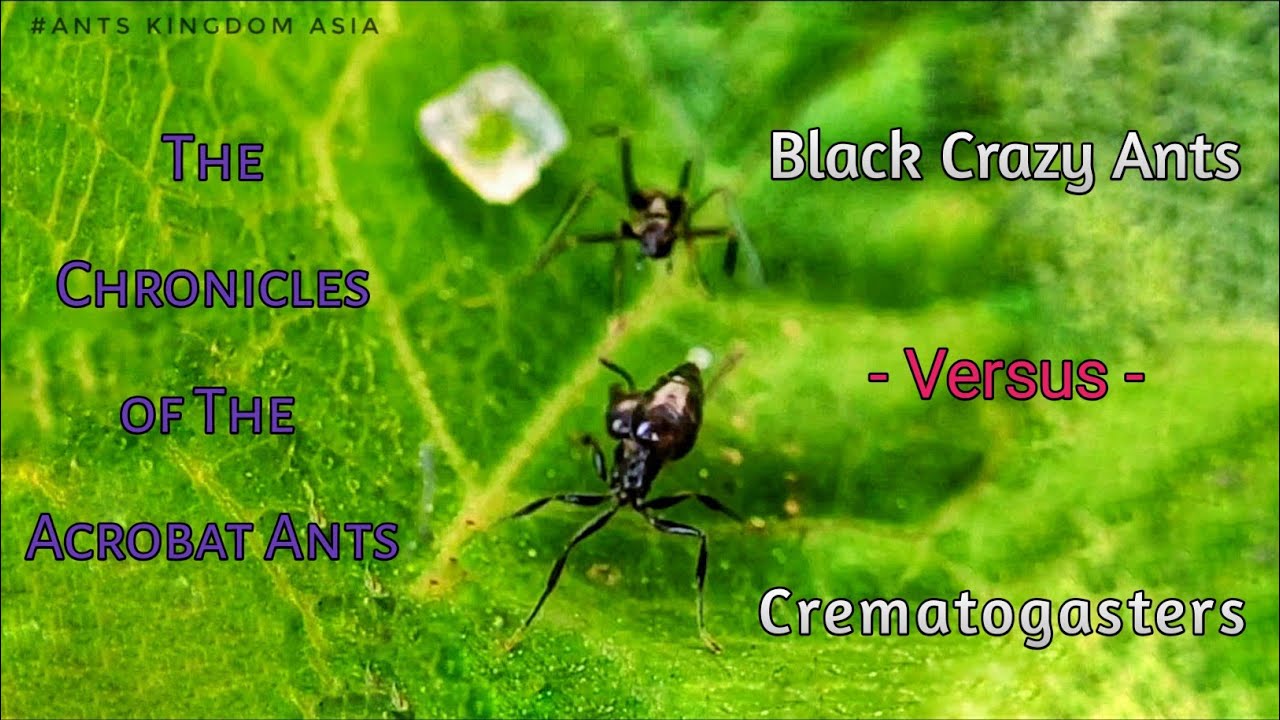 THE CRONICLES OF CREMATOGASTER ANTS