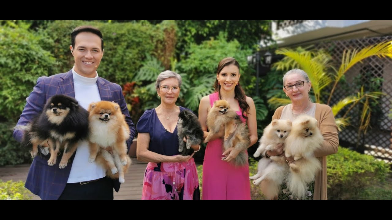 ¿Qué cuidados especiales requieren el perro pomerania?