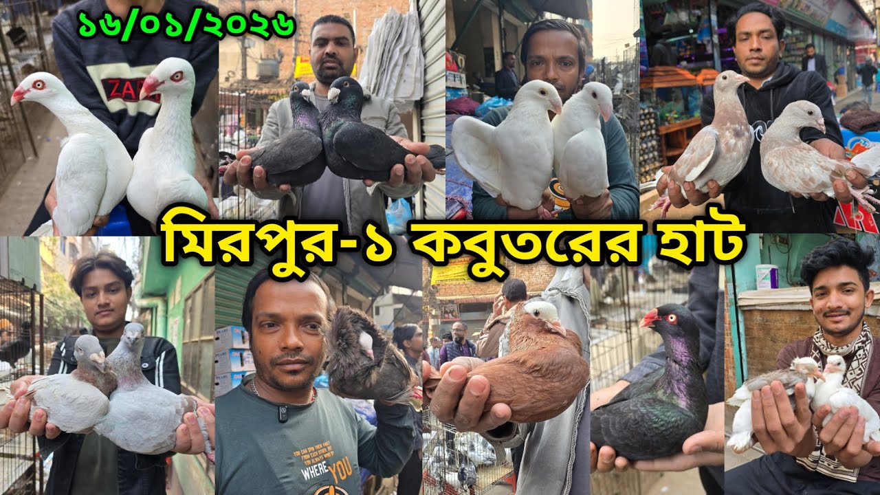 ১৬/০১/২০২৬ মিরপুর-১ কবুতর হাট || মিরপুর-১ কবুতরের হাট ২০২৫ || Mirpur-1 Pigeon Market || কবুতর বাজার