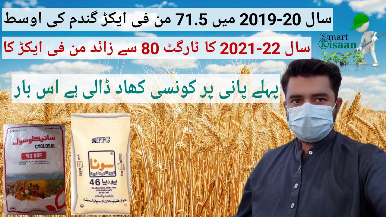 Fertilizer with 1st Irrigation to Get 80+ Maund Wheat Yield in 2021-22 | Smart Kisaan