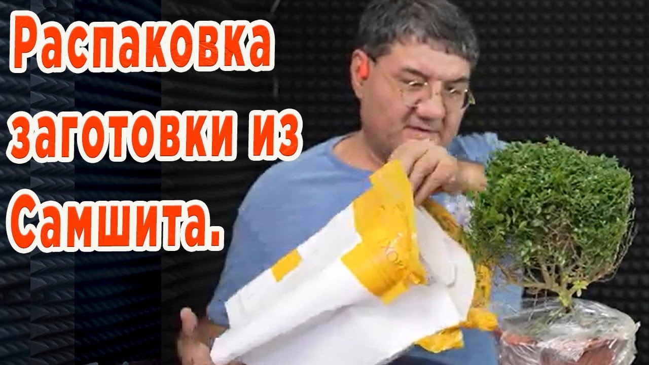 Пришел из Китая Бонсай Самшит.