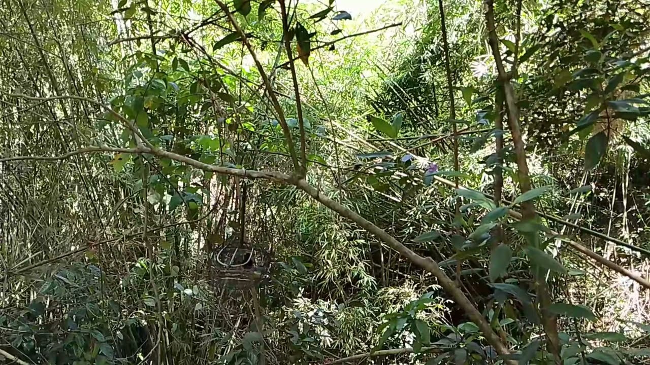Chòe lửa mồi hót đấu