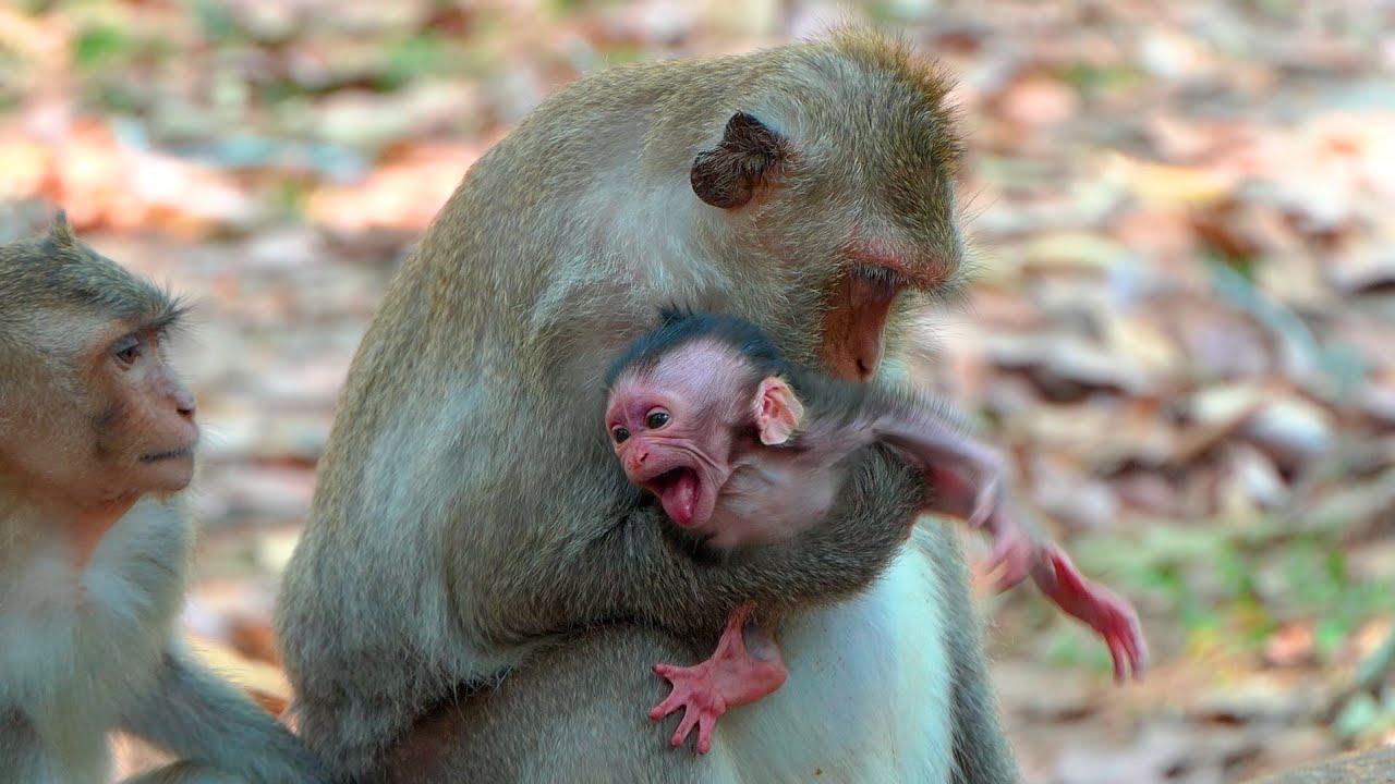 Why This Newborn Baby Looks So Distressed Seeking Milk While a Young Mother Seems Unconcerned