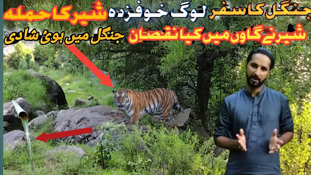 tiger ne kiya attack |  village wedding |شیر گاوں میں داخل | جنگل سے گزرتے شیر دیکھا | toseef diary