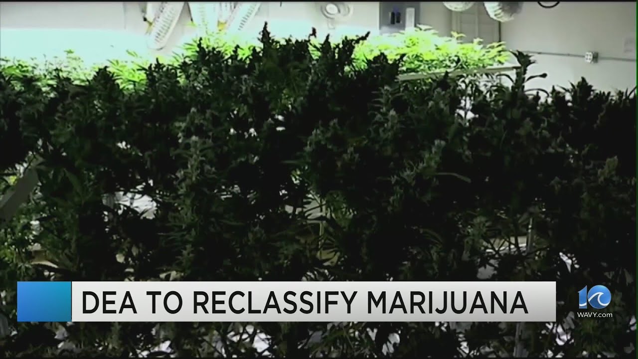 DEA to reclassify marijuana