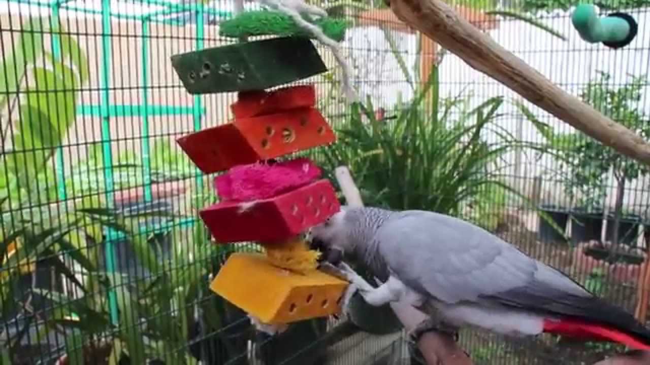 Recommended Products for Your Parrot