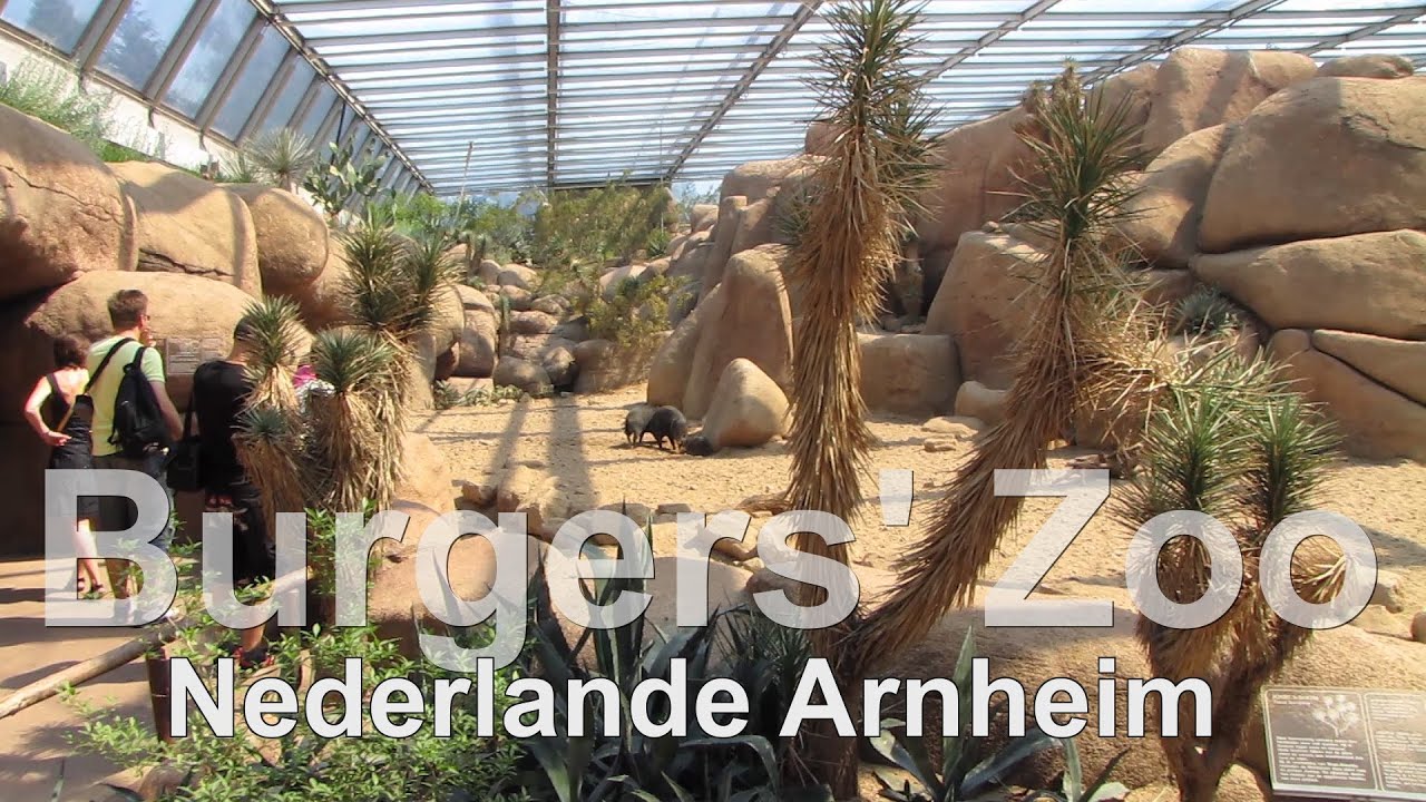 Burgers Zoo // Desert // ein Gang durch die Savanne in Arnheim