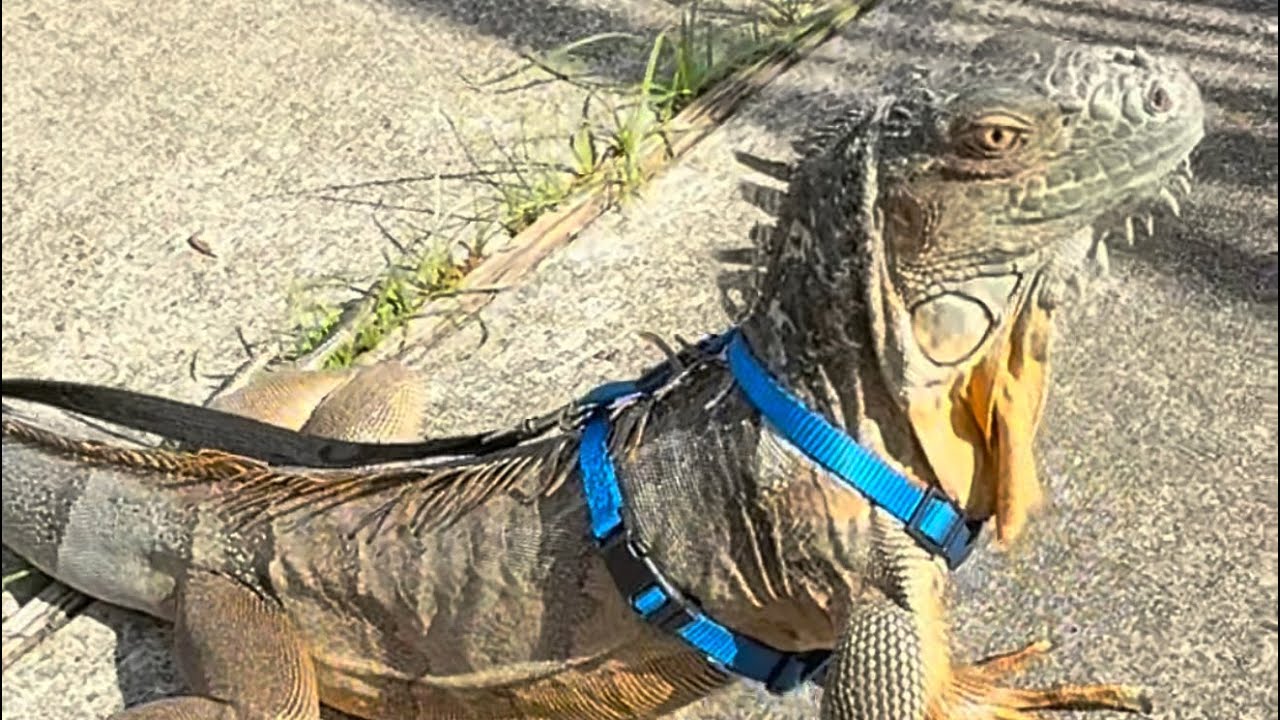 Took my Iguana outside for the first time on a harness