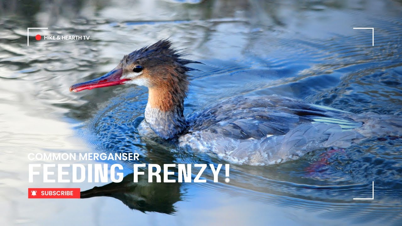 Merganser Feeding FRENZY!  (You Won't Believe This!)