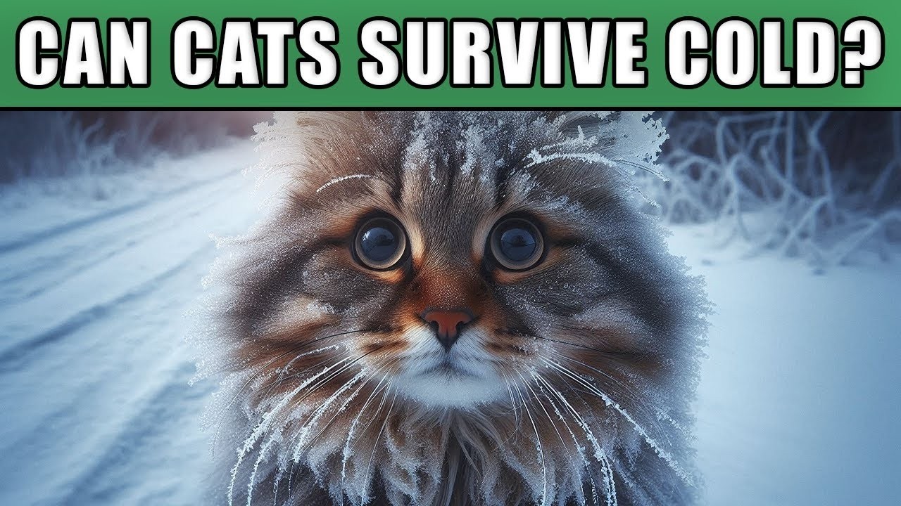How Cold Is TOO Cold For Cats?