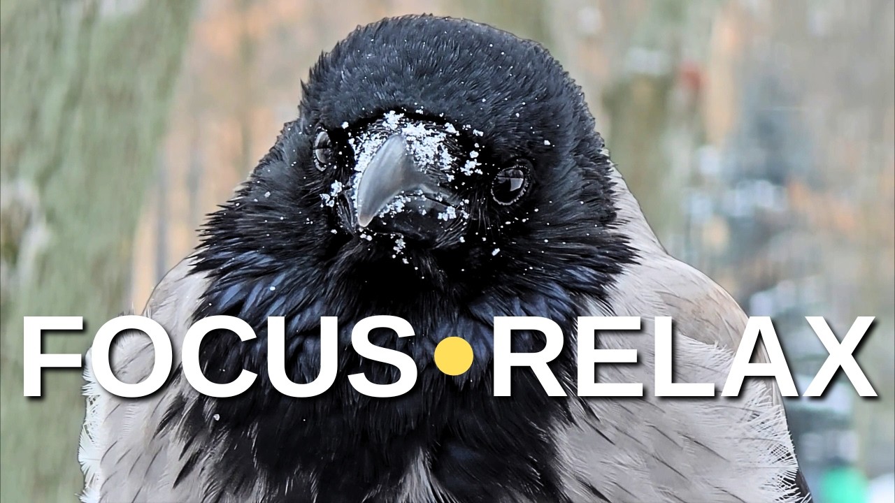 Winter Crows in Slow Motion 4K | City Park & Bird Sounds for Focus