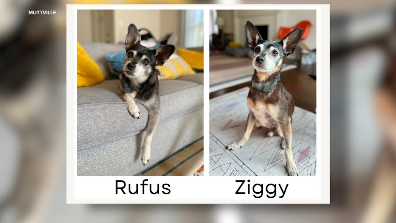 Bay Area family discovers newly-adopted dog is biological father of pet who passed away