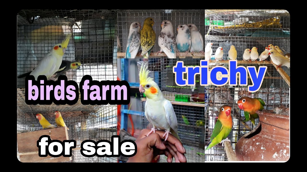 birds for sale trichy|cockatiel birds farm trichy|love birds sale in tichy|budgies farm in trichy