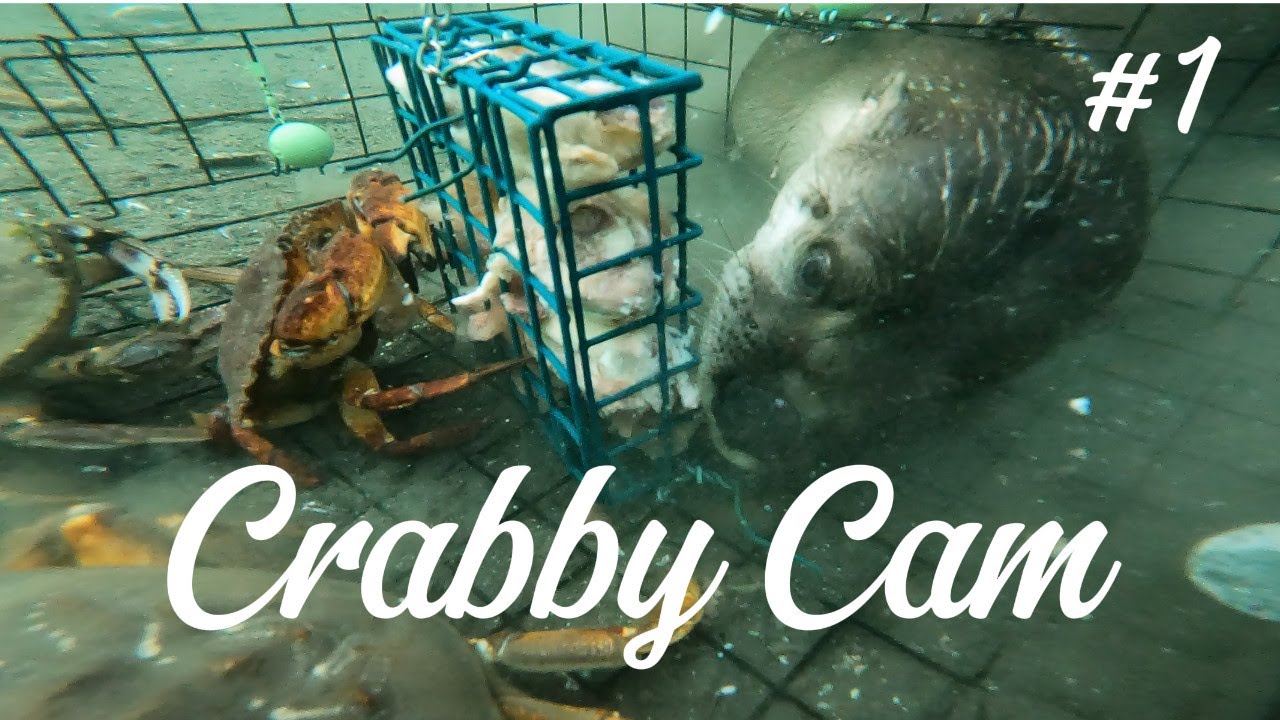 Nanaimo Harbour Crab Trap ep.1