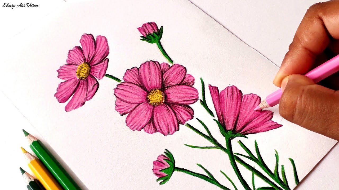Cosmos Flower Drawing | Pencil Colour Drawing - Of Cosmos Flower Step By Step / Flower Drawing Easy