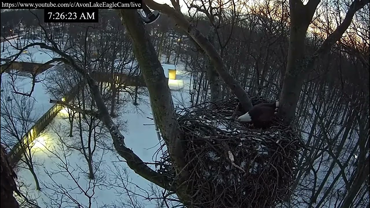 Avon Lake Eagle Cam: 2026.01.17