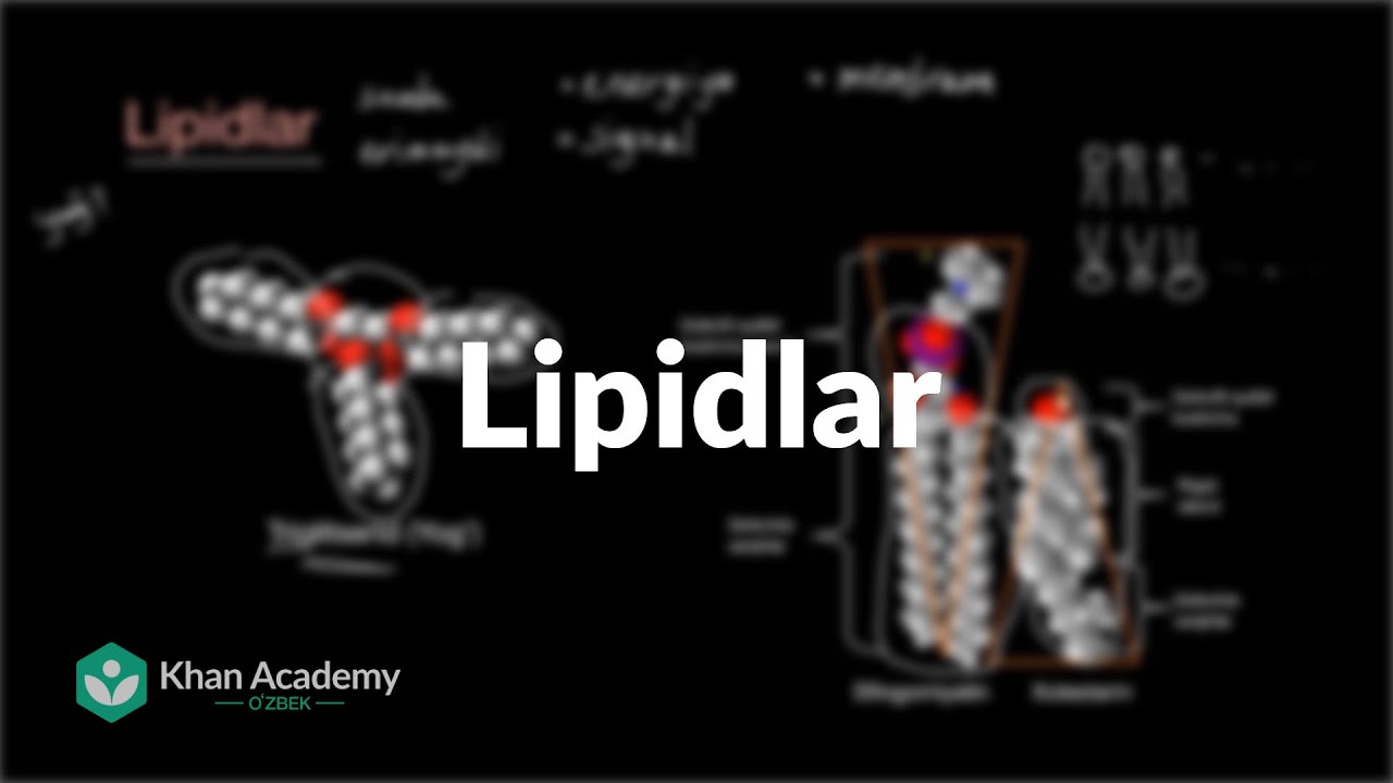 Lipidlar | Biologiya asoslari | Yuqori sinf biologiyasi