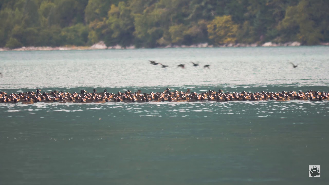 Alaska. Huge (!) flock of surf scoter ducks takes flight (amazing sound)