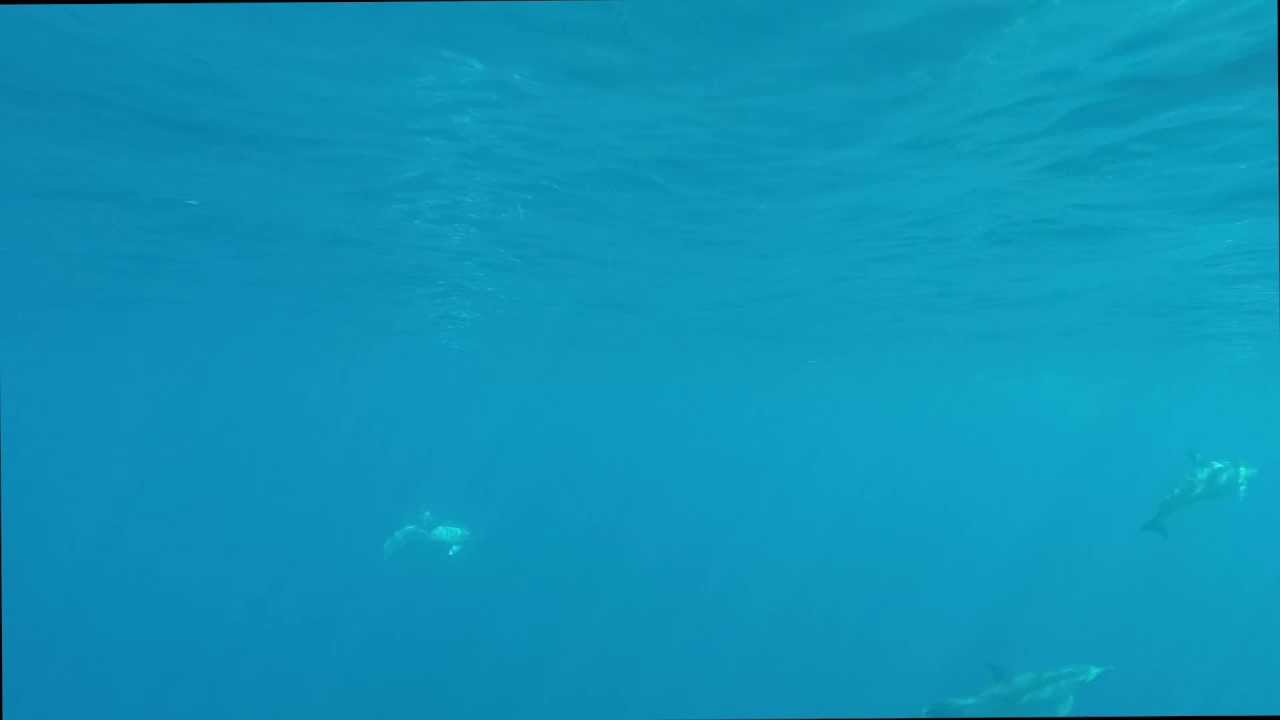 Short beaked Common Dolphins