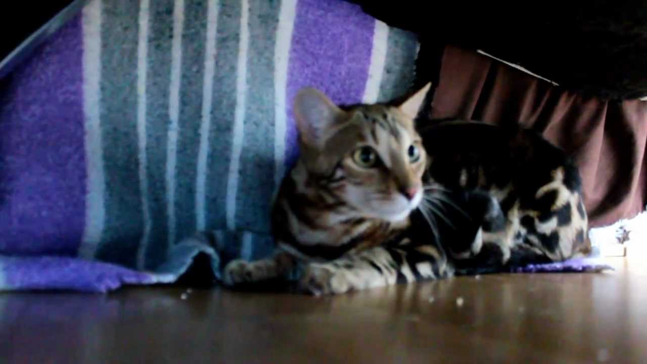Bagheera, chat bengal F2, elle est